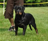 12-18 month males: 0352 Chico Von Brinkhaus SG1