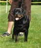 12-18 month males: 0354 Chico Von Brinkhaus SG1