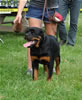 4-6 mth rottweiler males: 0293 Adoniah Vom Hemmlisches P4