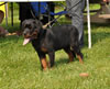 4-6 mth rottweiler males: 0301 Wyatt Vom Blaurasen VP2