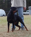 12-18 MONTH FEMALES: 1020 Ceanna Vom Chandlerhaus SG3