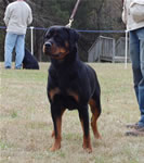 12-18 MONTH FEMALES: 1022 Nadira Crni Lotos SG2