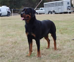 12-18 MONTH FEMALES: 1023 Nadira Crni Lotos SG2