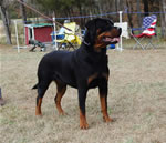 12-18 MONTH FEMALES: 1025 Nadira Crni Lotos SG2