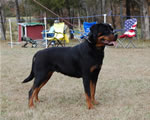12-18 MONTH FEMALES: 1026 Nadira Crni Lotos SG2