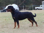 12-18 MONTH FEMALES: 1027 Nadira Crni Lotos SG2