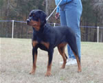 12-18 MONTH FEMALES: 1029 Asta Vom Solbakken SG4