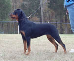12-18 MONTH FEMALES: 1031 Asta Vom Solbakken SG4