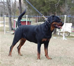 18-24 MONTH FEMALES: 1056 Yuli Von Zmax SG1