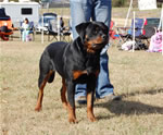 6-9 MONTH FEMALES: 0818 Face Vom Royal Breed V1 Best Female Puppy