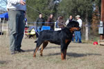 9-12 MONTH FEMALES: 0889 Gracie Vom Adlerstrom G