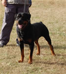 12-18 MONTH MALES: 0921 LL Guns N Roses Von Kayara SG2