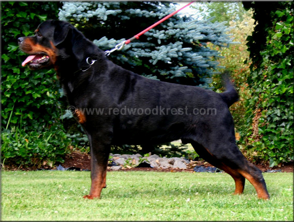 Redwood Krest's Iago, male rottweiler, rottweiler stud dog