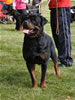 0316 Vasfors Hank The Tank Aaron V2