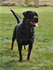 0319 Vasfors Hank The Tank Aaron V2