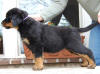 rottweiler puppy