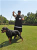 Rottweiler Youth 12-18 months: 0276 Yaffa Vom Vollenhaus SG4