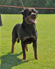 Rottweiler females 18-24 months: 0368 Alfa Vom Hause Franeta SG