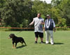 Rottweiler Champion Females: 0671 Aska Von Der Spencberg V1 Best Female