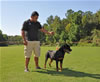 Rottweiler Puppies 6-9 mths: 0064 Drybrukes Bold Ruler VP1 Small