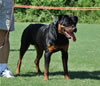 Rottweiler Puppies 9-12 mths: 0083 Lonecreeks Kronos P