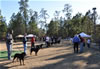 12-18 mth Rottweiler Females: 0408