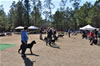 6-9 mth Rottweiler Females: 0167