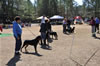 6-9 mth Rottweiler Females: 0168