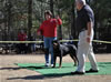 Rottweiler Breeder Class: 0683 Unforgetable Von Evman V4