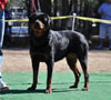Rottweiler Breeder Class: 0689 Unforgetable Von Evman V4