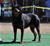 Rottweiler Breeder Class: 0690 Unforgetable Von Evman V4