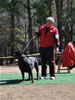 Rottweiler Breeder Class: 0694 Darkstarrs Easy To Flirt V3