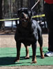 Rottweiler Breeder Class: 0696 Darkstarrs Easy To Flirt V3