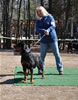 Rottweiler Breeder Class: 0697 Oxana Vom Blaurasen V2