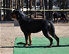 Rottweiler Breeder Class: 0698 Oxana Vom Blaurasen V2