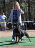 Rottweiler Breeder Class: 0702 Oxana Vom Blaurasen V2