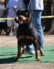 Rottweiler Breeder Class: 0704 Oxana Vom Blaurasen V2