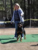 Rottweiler Breeder Class: 0713 Oxana Vom Blaurasen V2
