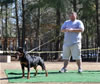 Rottweiler Breeder Class: 0714 Alexa Von Der Spenceberg V1