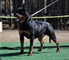Rottweiler Breeder Class: 0715 Alexa Von Der Spenceberg V1