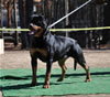 Rottweiler Breeder Class: 0716 Alexa Von Der Spenceberg V1
