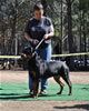 Rottweiler Breeder Class: 0719 Maggie Vom Drakkenfels V