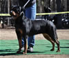 Rottweiler Breeder Class: 0721 Maggie Vom Drakkenfels V