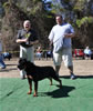 Rottweiler Breeder Class: 0730 Alexa Von Der Spenceberg V1