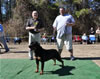 Rottweiler Breeder Class: 0731 Alexa Von Der Spenceberg V1