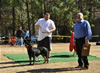 12-18 mth Rottweiler males: 0232 Axis On Hause Hudson V