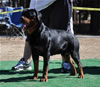 12-18 mth Rottweiler males: 0234 Axis On Hause Hudson V