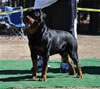 12-18 mth Rottweiler males: 0235 Axis On Hause Hudson V