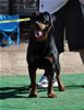 12-18 mth Rottweiler males: 0236 Axis On Hause Hudson V