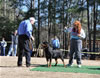 12-18 mth Rottweiler males: 0237 Quake Vom Drakkenfels V4